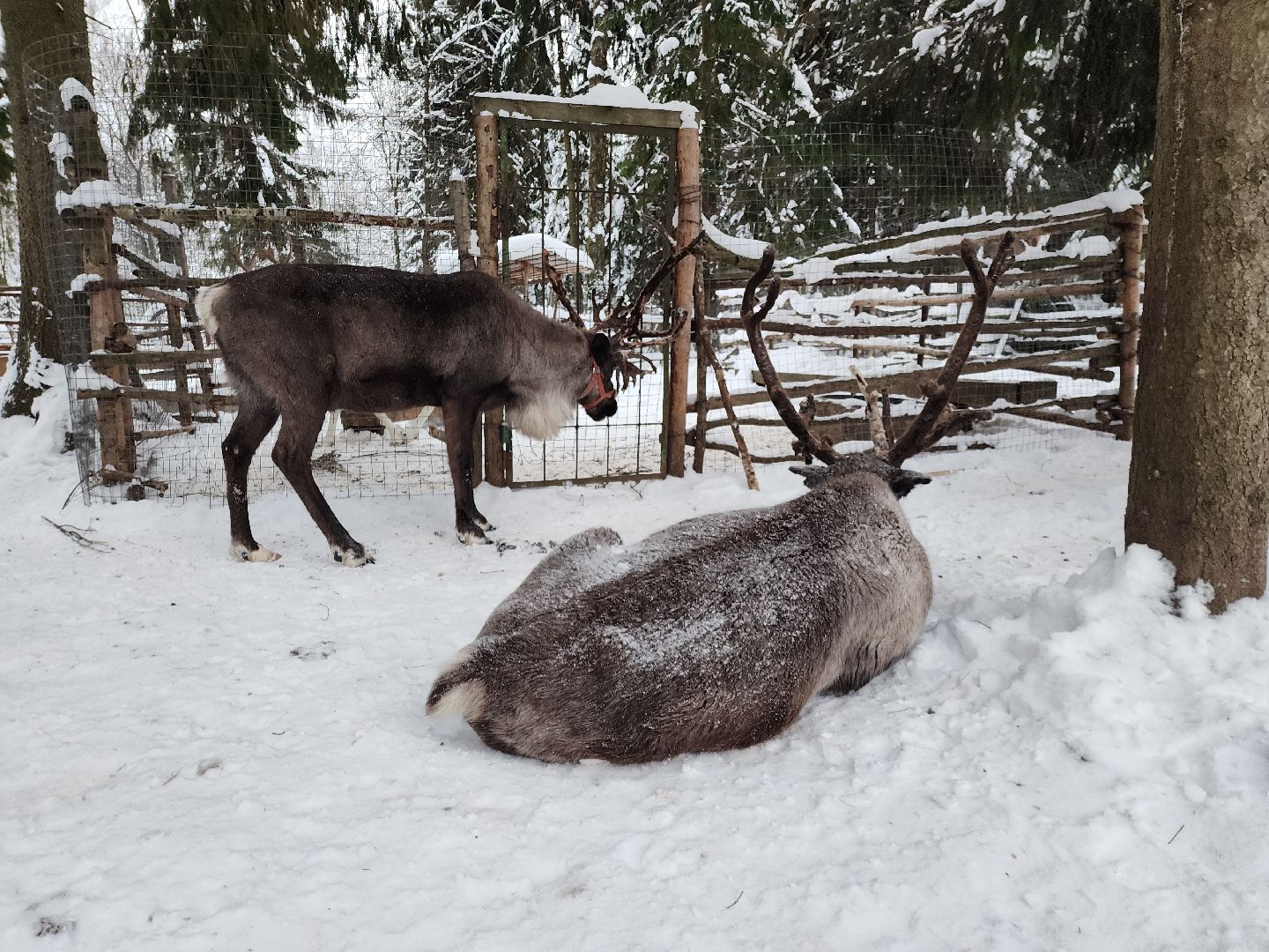 Руза, зима в подмосковье, зима в рузе, оленья ферма, Северные олени, Туризм, туризм в подмосковье, туризм в рузе, вертикалки,