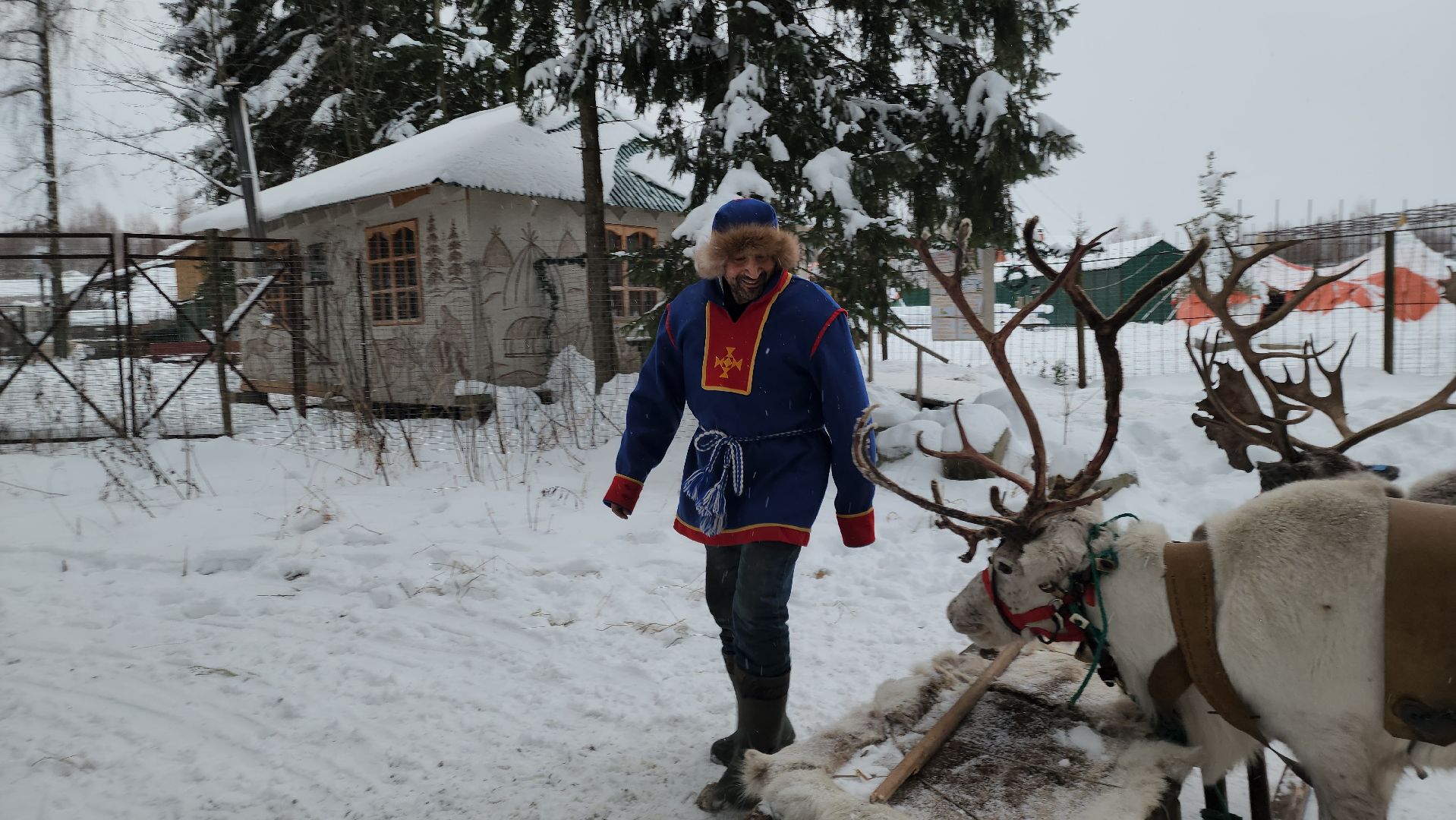 Руза, зима в подмосковье, зима в рузе, оленья ферма, Северные олени, Туризм, туризм в подмосковье, туризм в рузе, вертикалки,
