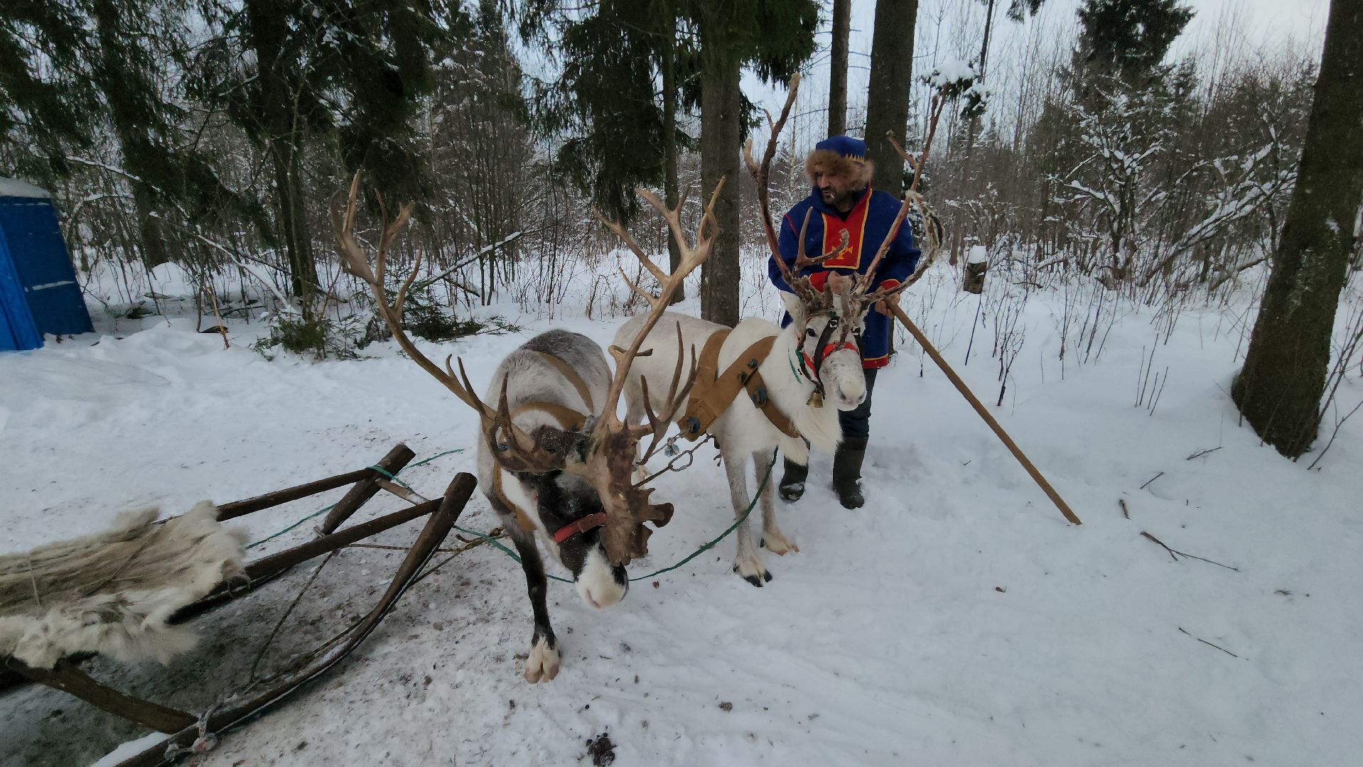 Руза, зима в подмосковье, зима в рузе, оленья ферма, Северные олени, Туризм, туризм в подмосковье, туризм в рузе, вертикалки,
