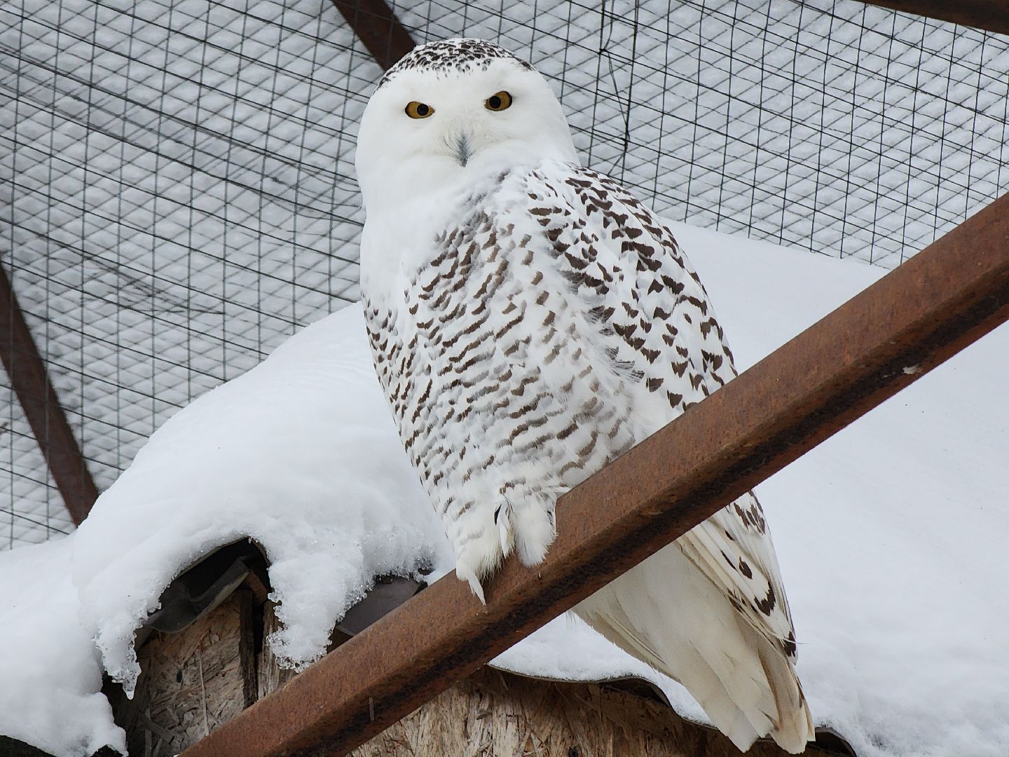 Руза, зима в подмосковье, зима в рузе, оленья ферма, Северные олени, Туризм, туризм в подмосковье, туризм в рузе, вертикалки,