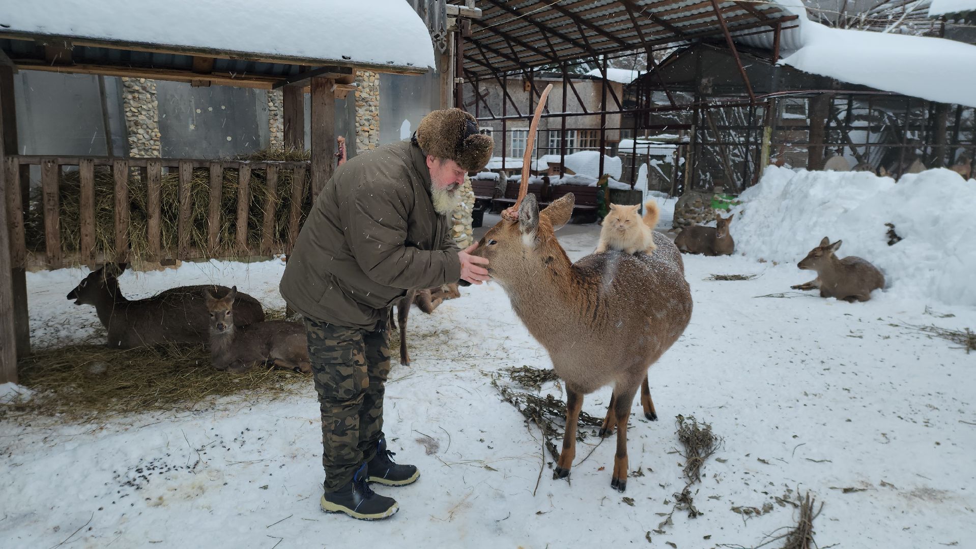 Руза, зима в подмосковье, зима в рузе, оленья ферма, Северные олени, Туризм, туризм в подмосковье, туризм в рузе, вертикалки,