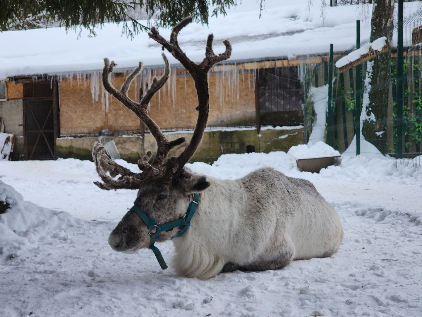 Руза, зима в подмосковье, зима в рузе, оленья ферма, Северные олени, Туризм, туризм в подмосковье, туризм в рузе, вертикалки,
