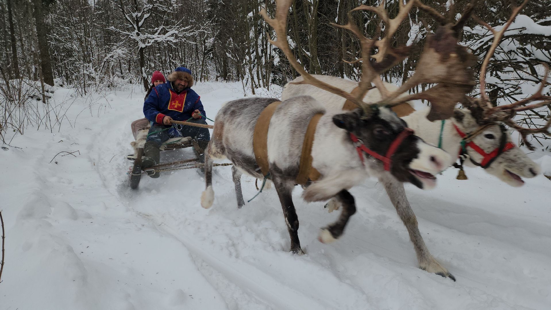 Руза, зима в подмосковье, зима в рузе, оленья ферма, Северные олени, Туризм, туризм в подмосковье, туризм в рузе, вертикалки,