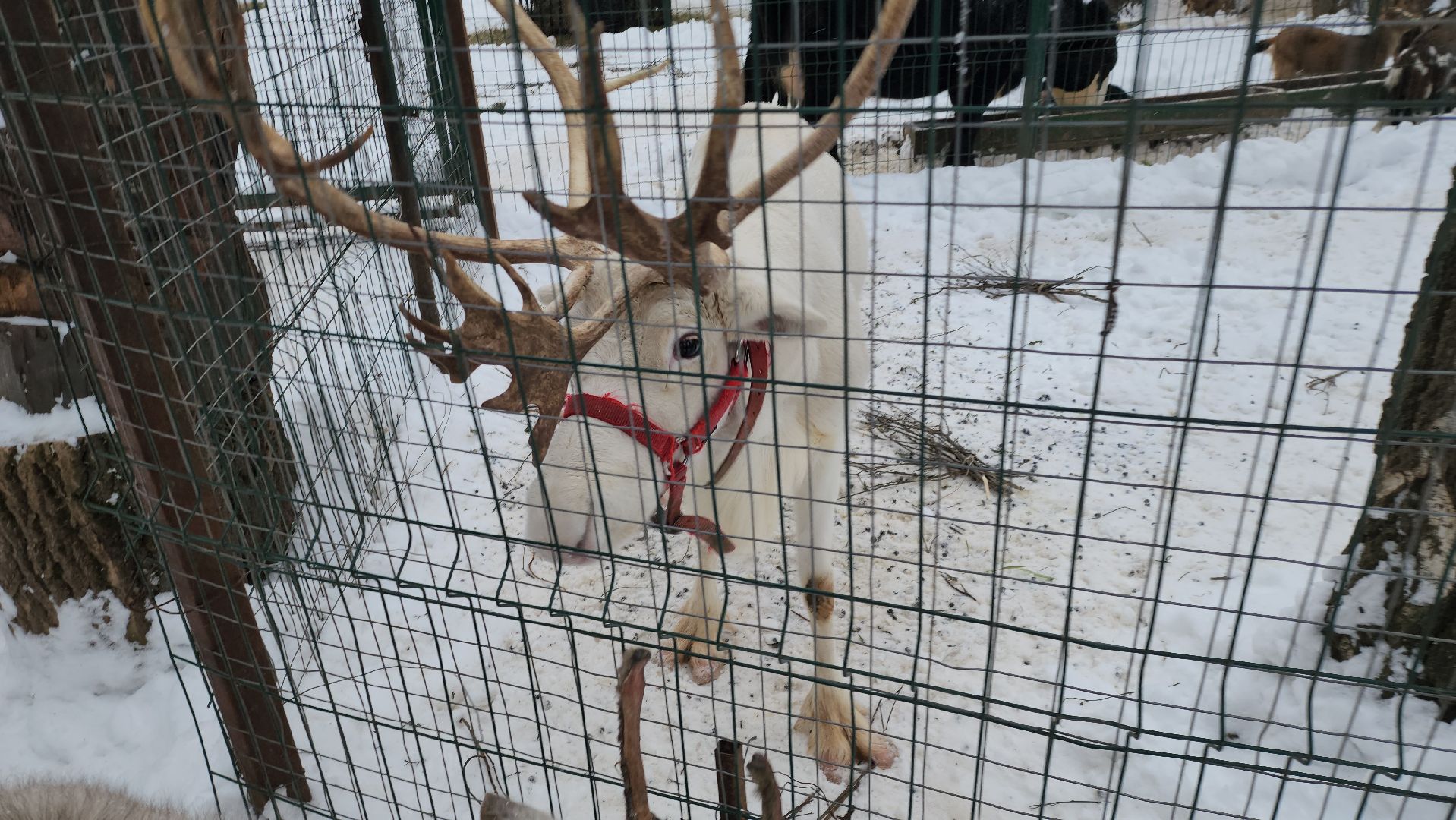 Руза, зима в подмосковье, зима в рузе, оленья ферма, Северные олени, Туризм, туризм в подмосковье, туризм в рузе, вертикалки,