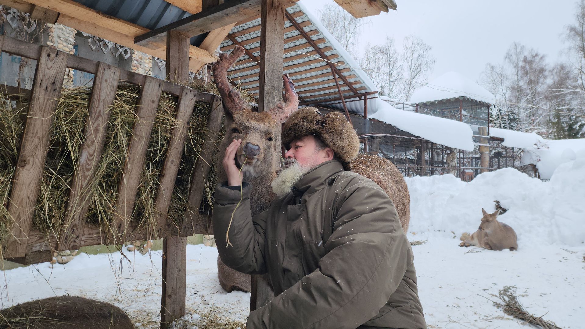 Руза, зима в подмосковье, зима в рузе, оленья ферма, Северные олени, Туризм, туризм в подмосковье, туризм в рузе, вертикалки,