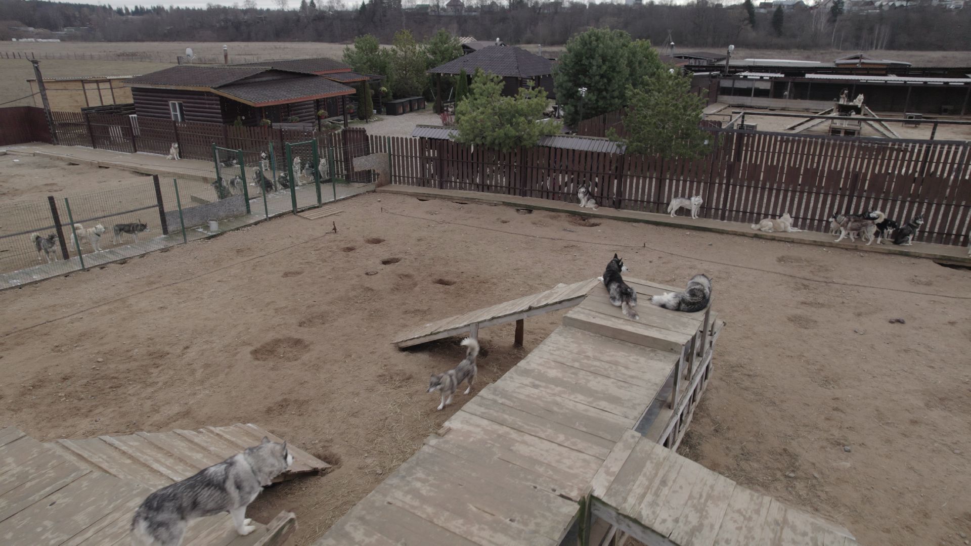 видео с коптера, руза, питомник,