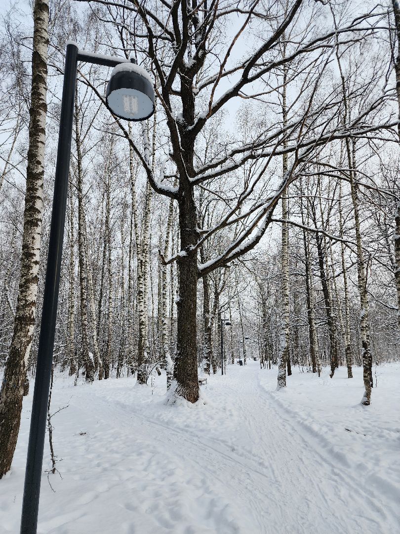 фрязино, лесопарк, зимние забавы, зима в парках, лыжи, кормушки, вертикалки,