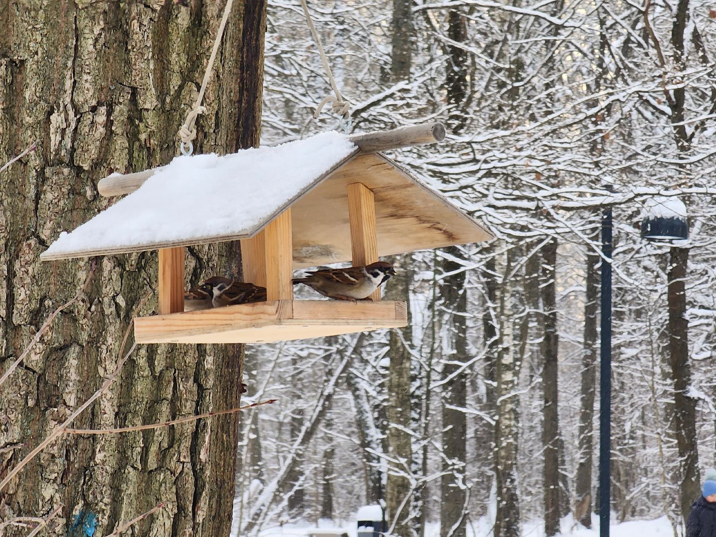 фрязино, лесопарк, зимние забавы, зима в парках, лыжи, кормушки, вертикалки,