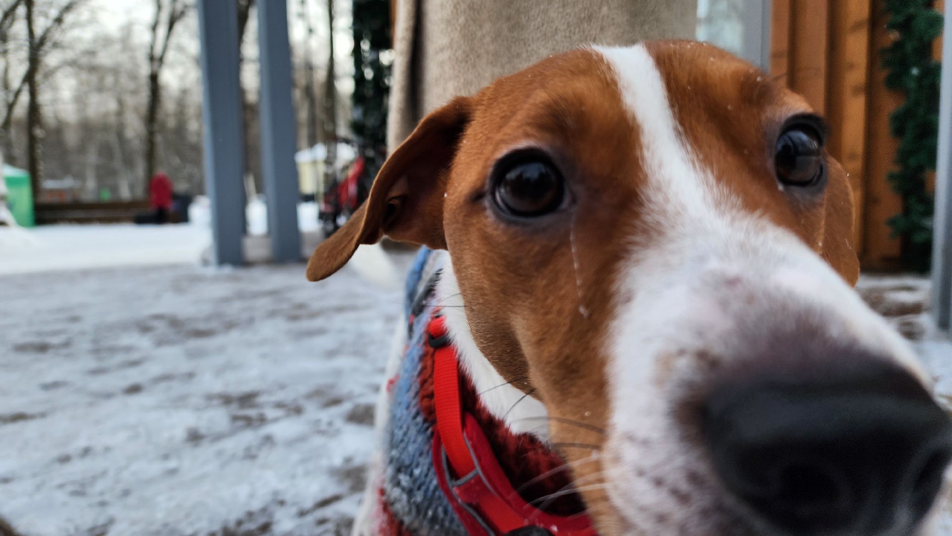 ступино, парки ступино, зима в подмосковье, парки баранки,
