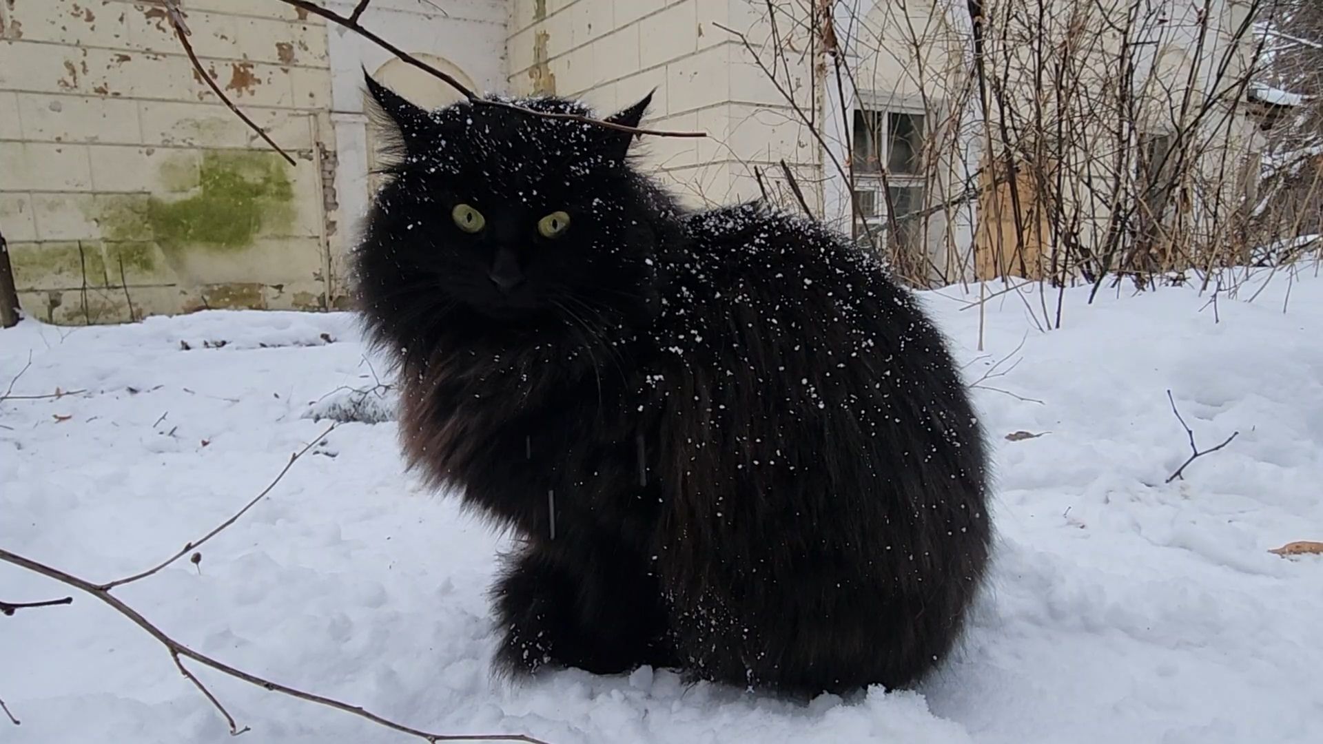 Раменское, Усадьба Быково, Елка в усадьбе Быково, новогоднее представление, Вертикальное видео, Вертикалка,