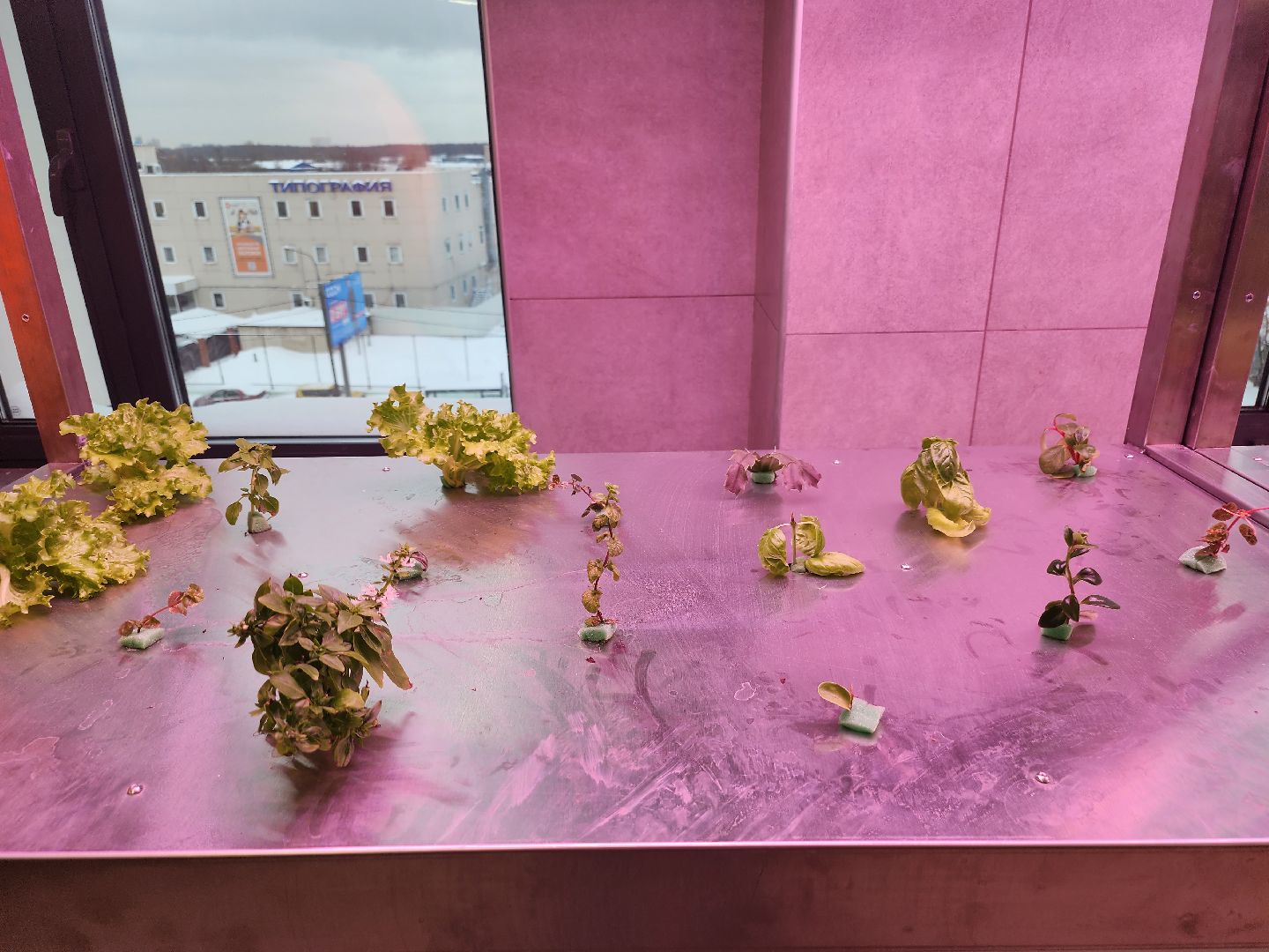 долгопрудный, технопарк, физтех-лицей,лаборатории, оранжерея, роботы,узбекистан,