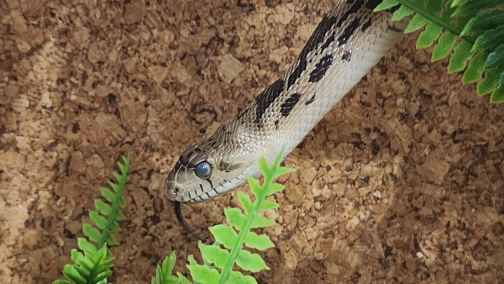 волоколамск, новый год, год змеи, вертикалки,