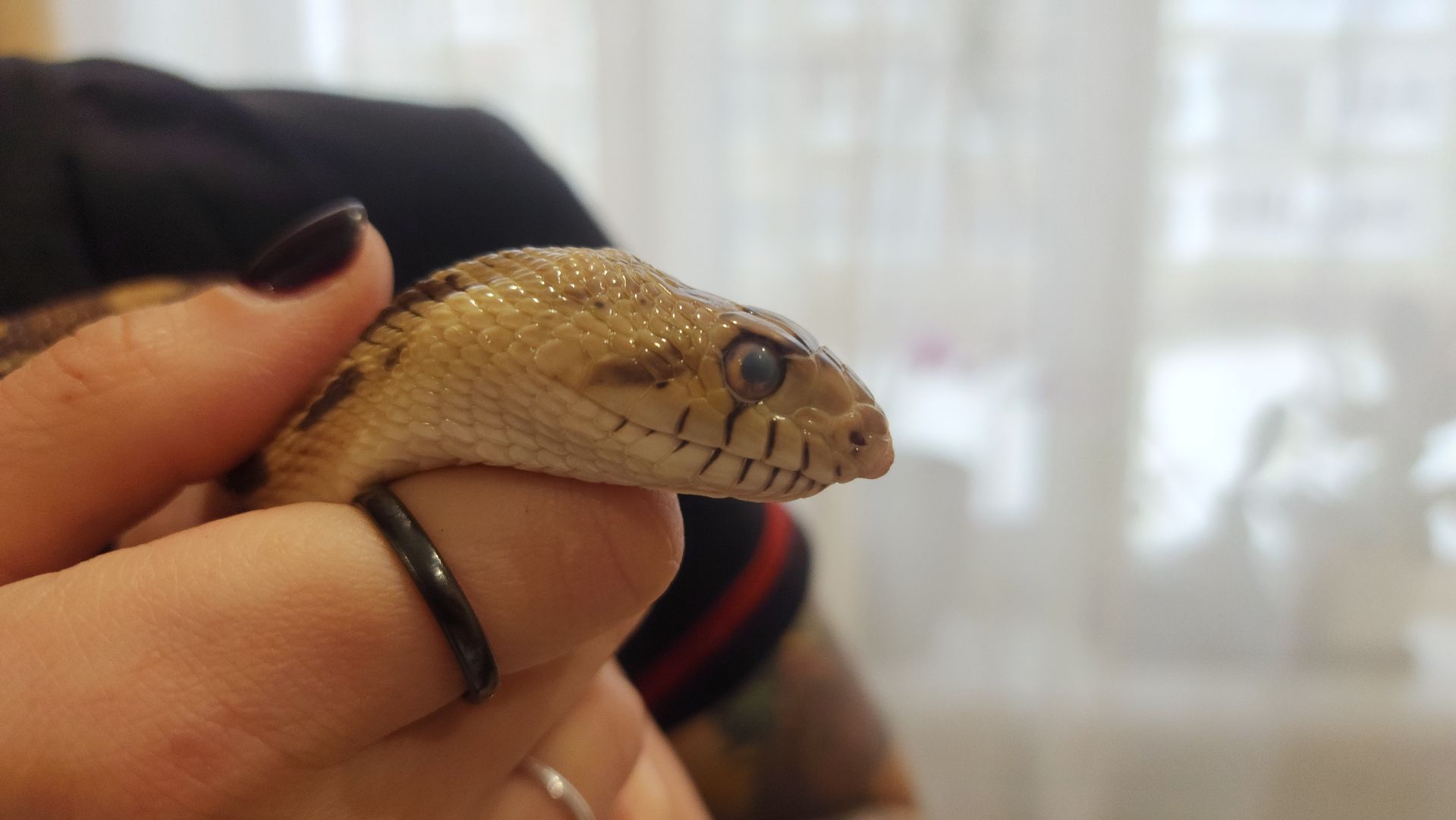 волоколамск, новый год, год змеи, вертикалки,