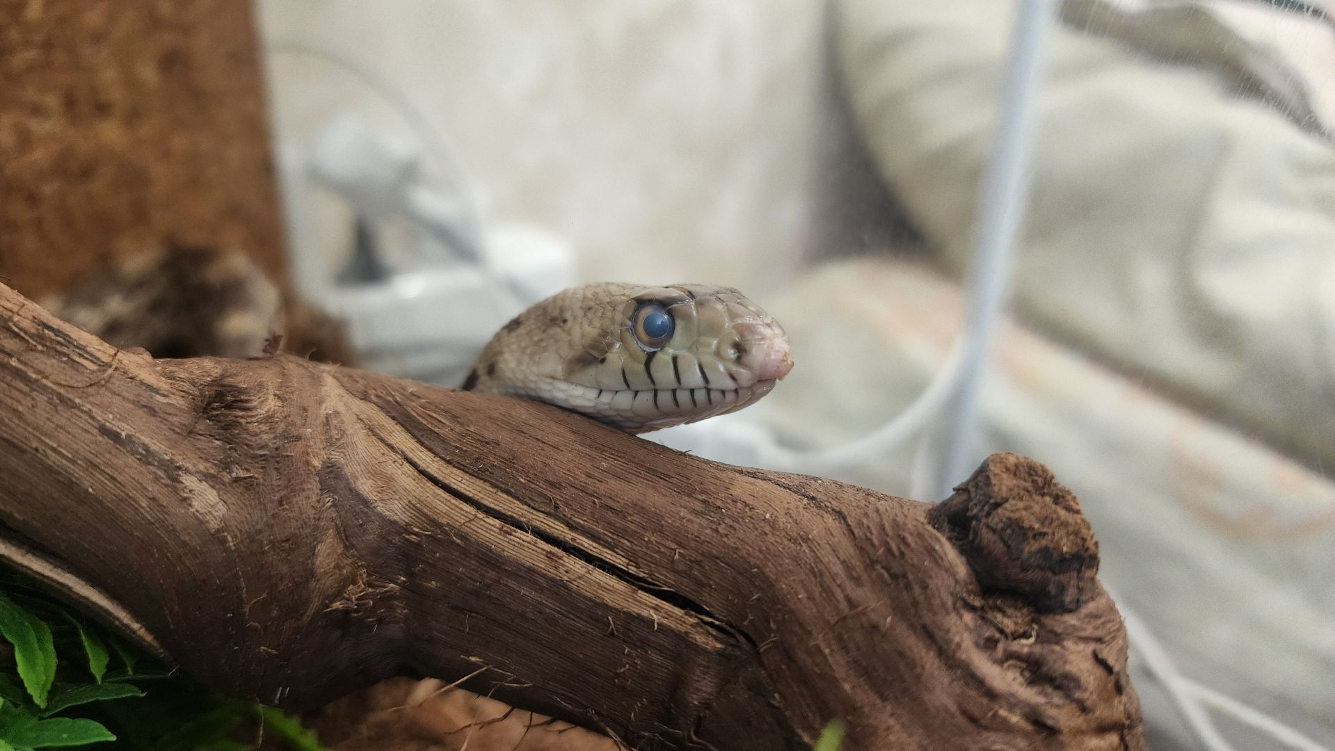 волоколамск, новый год, год змеи, вертикалки,