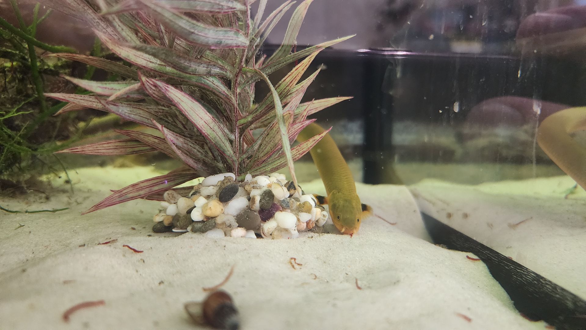 волоколамск, новый год, год змеи, вертикалки,