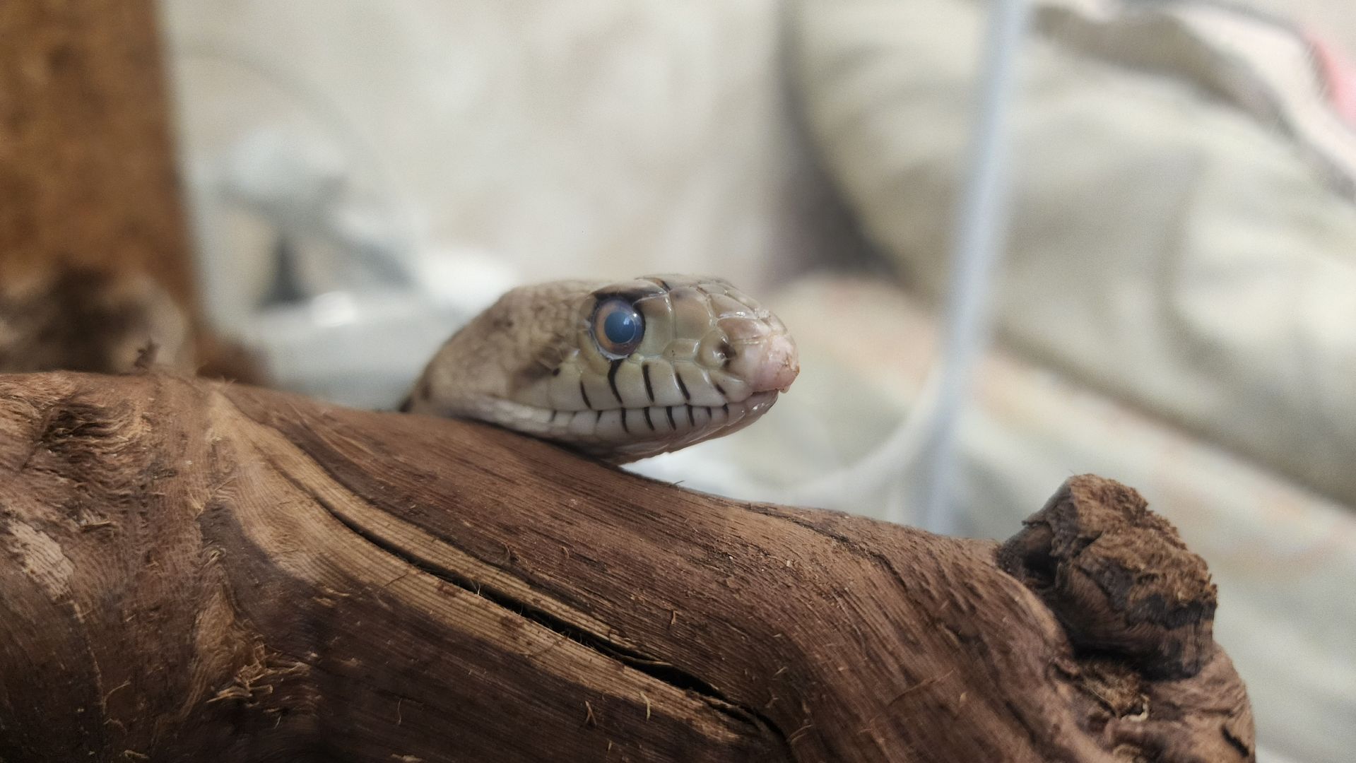 волоколамск, новый год, год змеи, вертикалки,