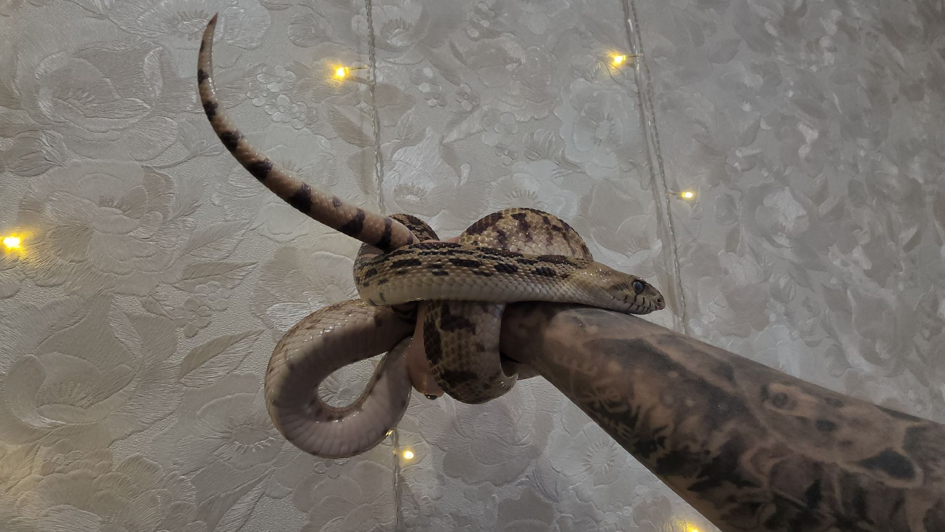 волоколамск, новый год, год змеи, вертикалки,