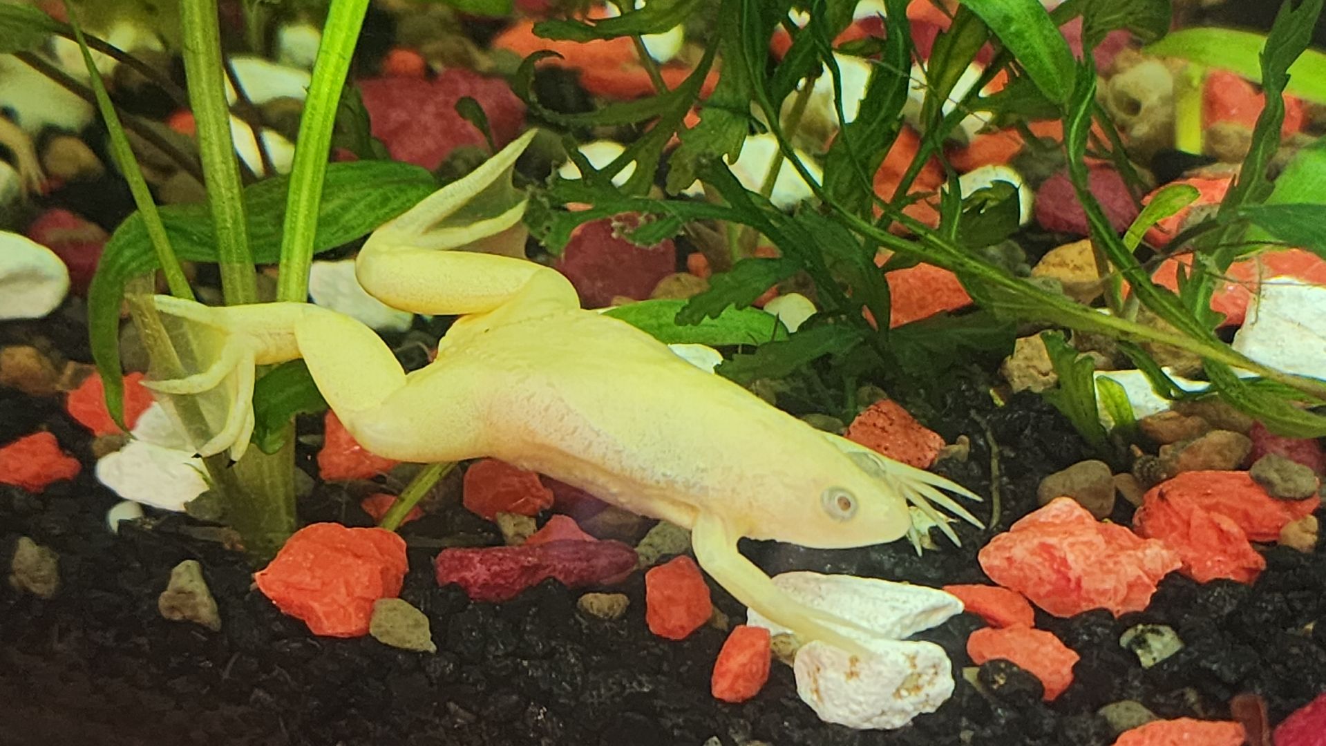 волоколамск, новый год, год змеи, вертикалки,