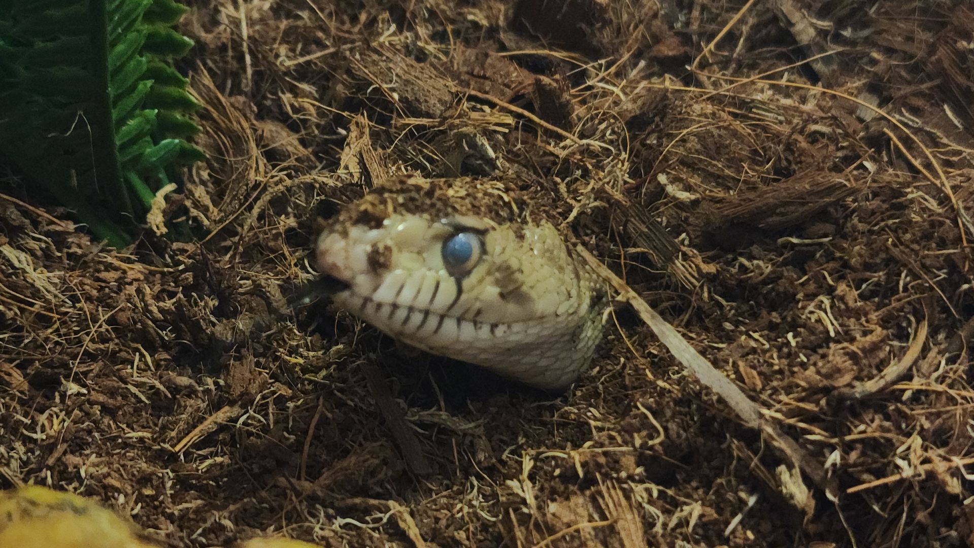 волоколамск, новый год, год змеи, вертикалки,