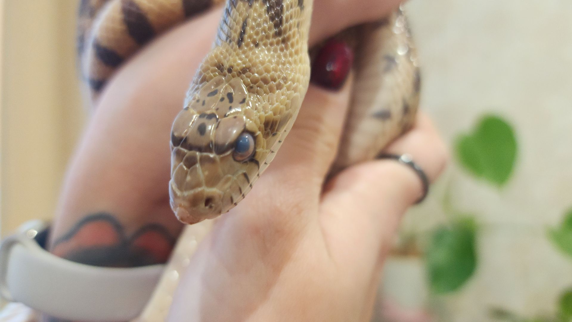 волоколамск, новый год, год змеи, вертикалки,