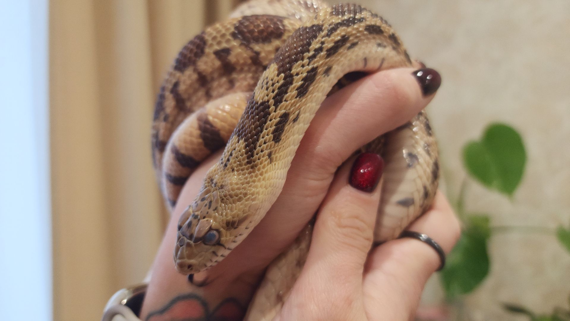 волоколамск, новый год, год змеи, вертикалки,