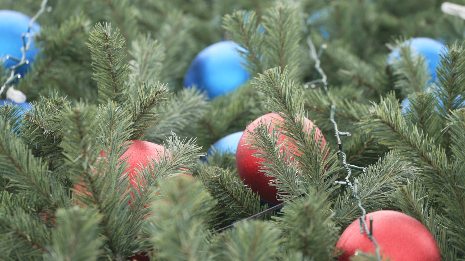 елка на площади ДК Власиха, новогодняя елка, новый год Власиха, праздник нового года, новый 2025 год,