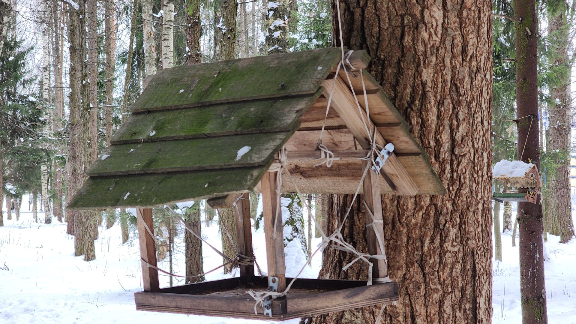 Звенигород, Благоустройство, Вертикалка, Парки Подмосковья, Строительство, вертикальное видео