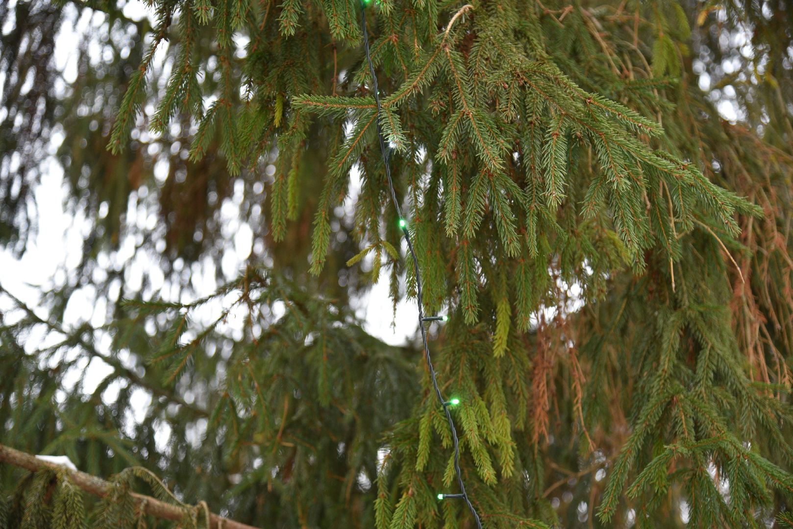 лотошино, лотошинская больница, новый год, ёлка, праздник, вертикалки,