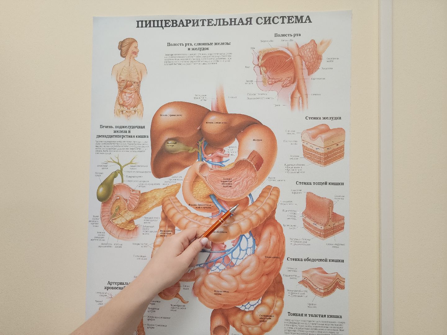 советы врачей, диета, здоровое питание,