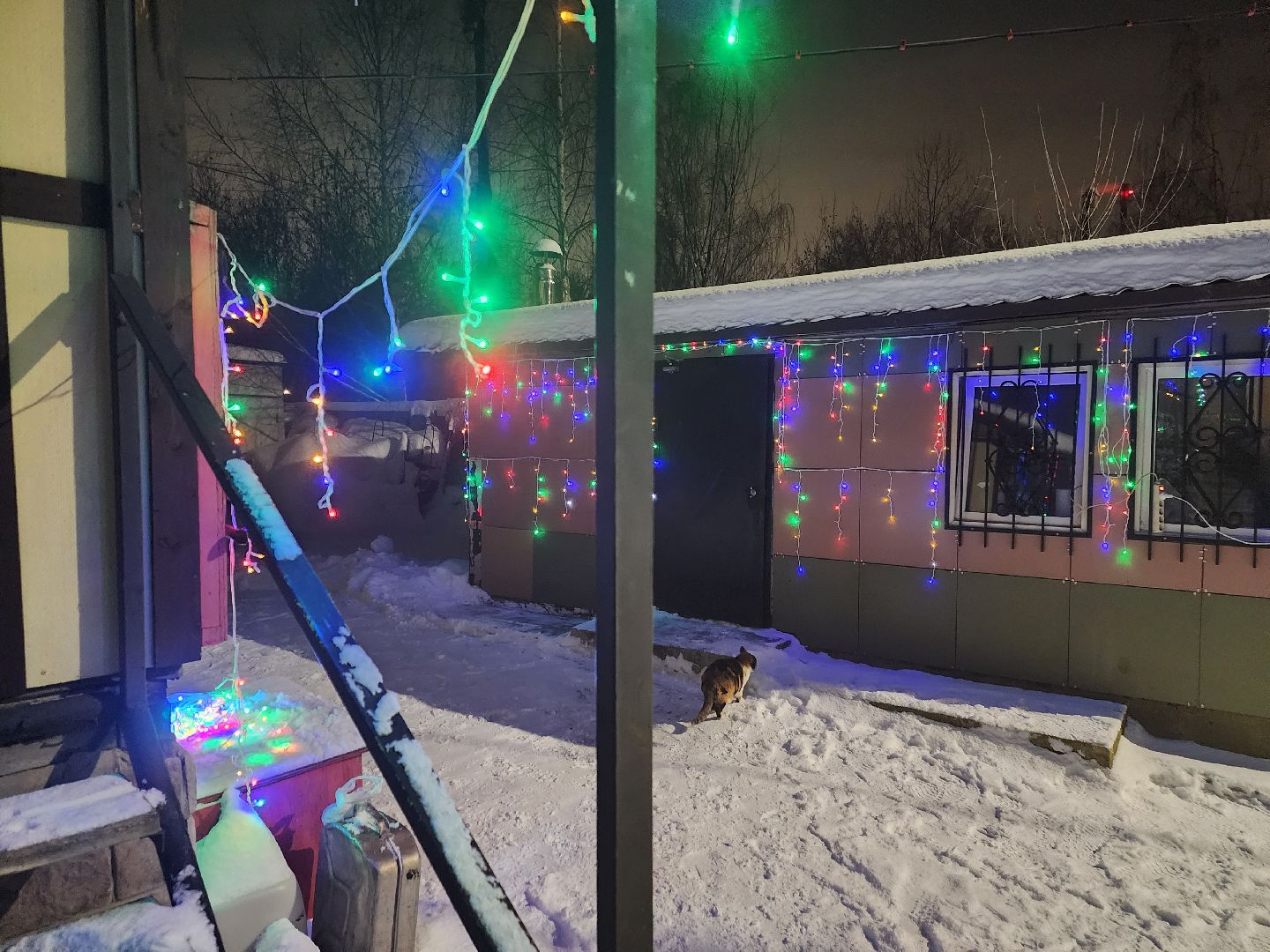 долгопрудный, кинологи, конкурс благоустройства, новый год, гирлянды, вертикалки,