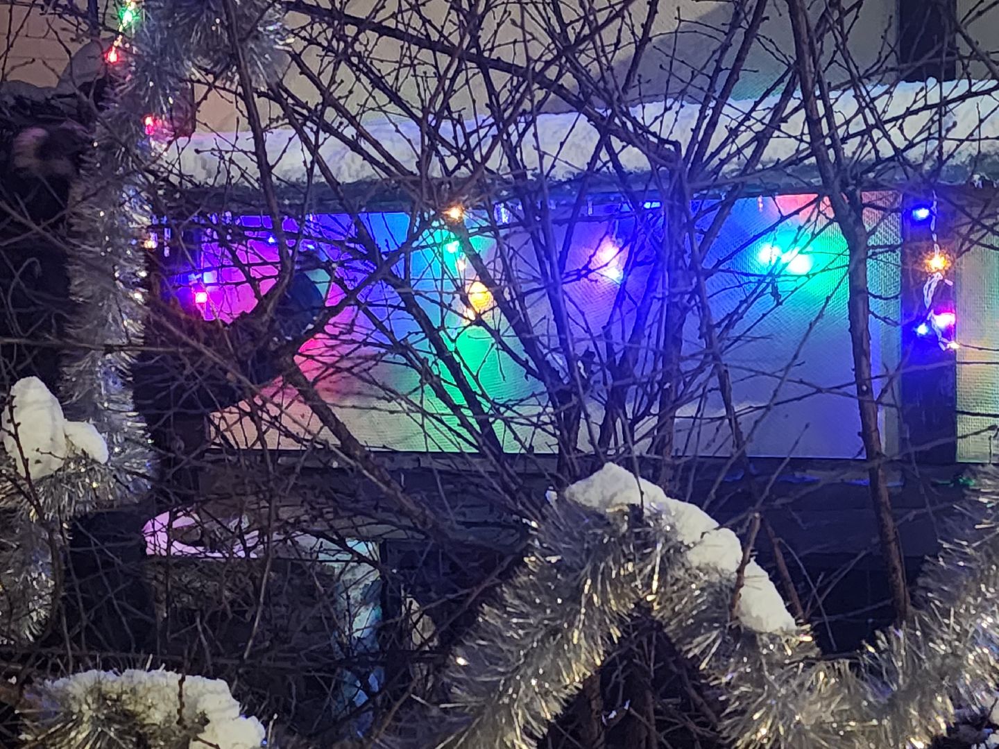 долгопрудный, кинологи, конкурс благоустройства, новый год, гирлянды, вертикалки,