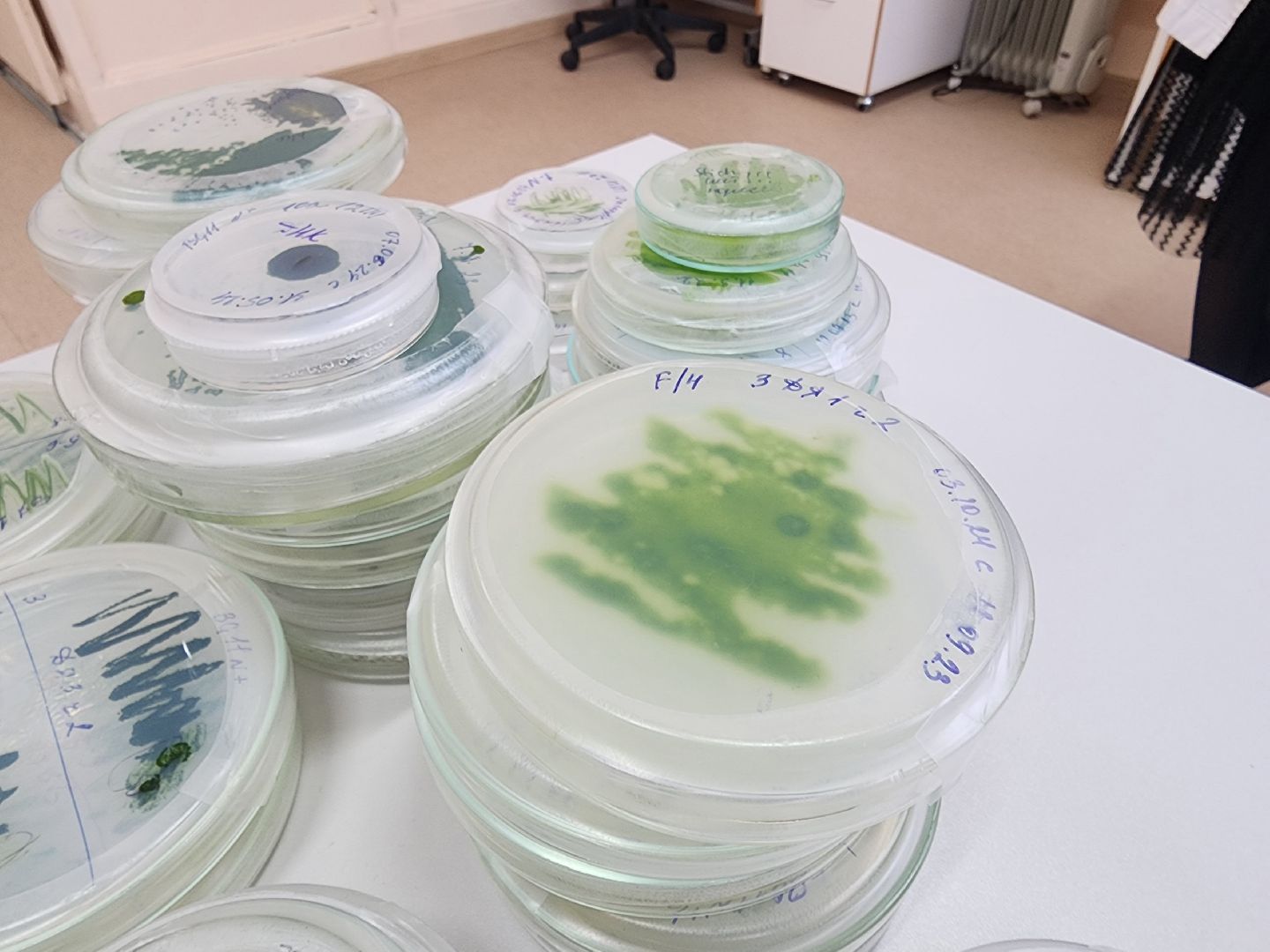 пущино, серпухов, наука, премия губернатора московской области,