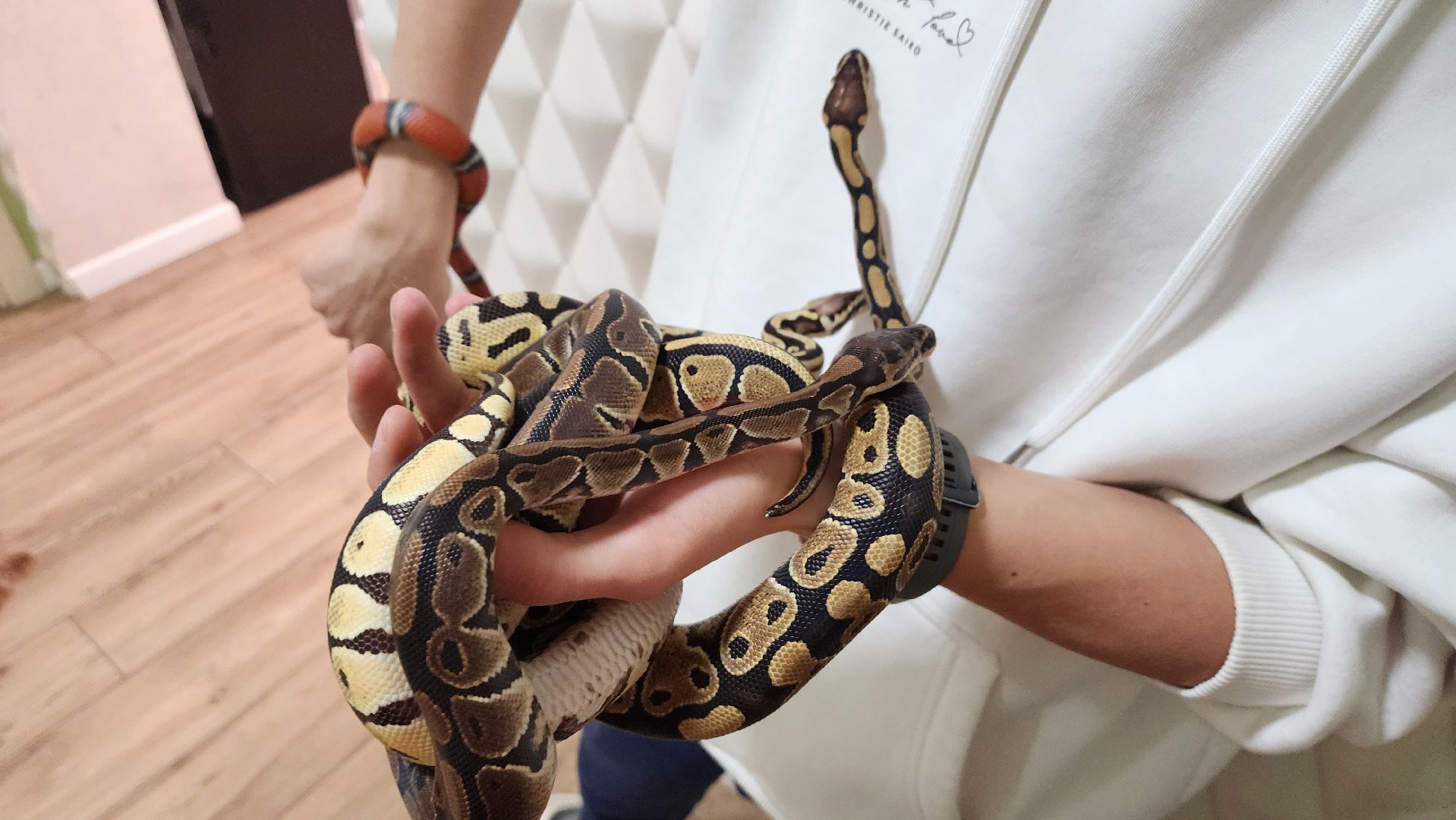 Солнечногорск, вертикалки, ветеринария, год змеи, рептилии,