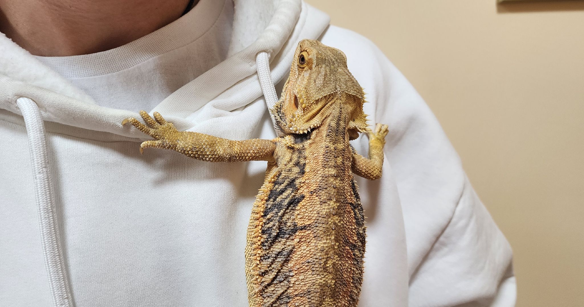 Солнечногорск, вертикалки, ветеринария, год змеи, рептилии,