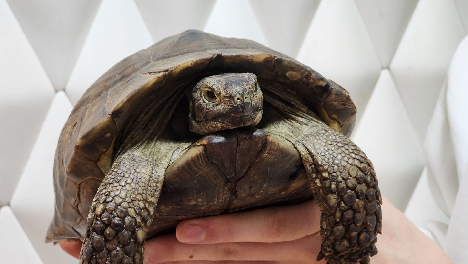 Солнечногорск, вертикалки, ветеринария, год змеи, рептилии,