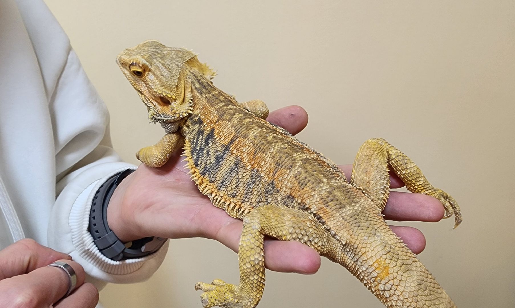 Солнечногорск, вертикалки, ветеринария, год змеи, рептилии,