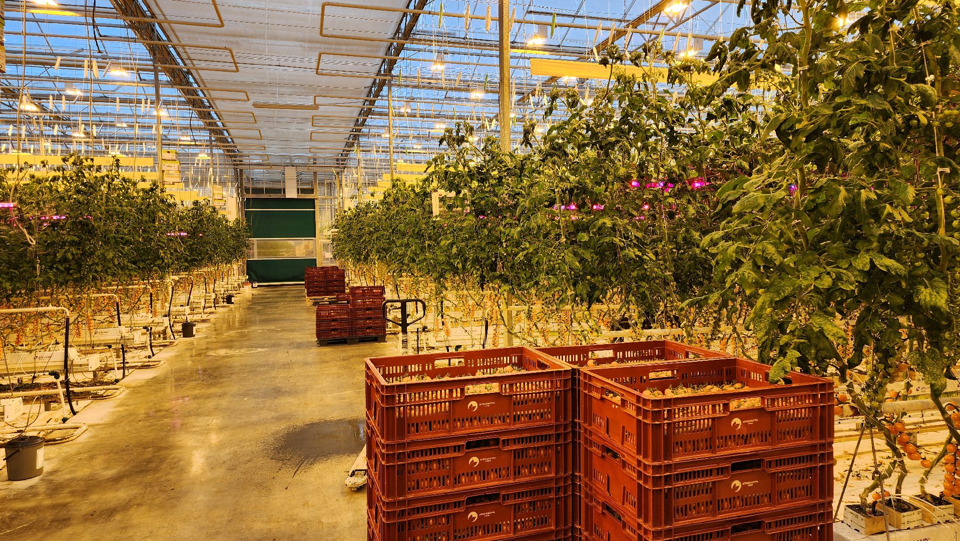 кашира, экономика, огурцы, томаты, теплицы, РОСТ,