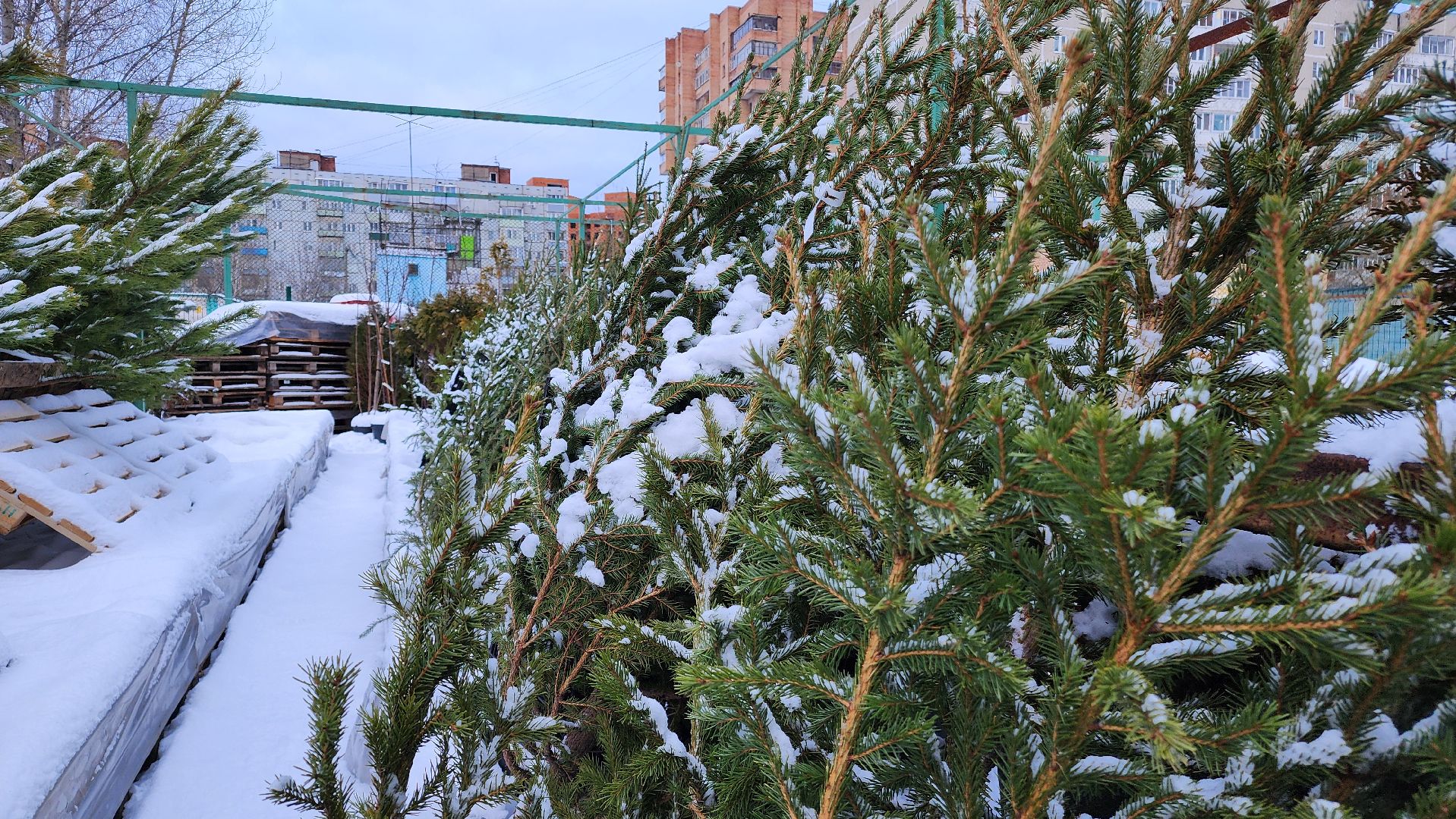 ступино, елочные базары, зима в подмосковье,