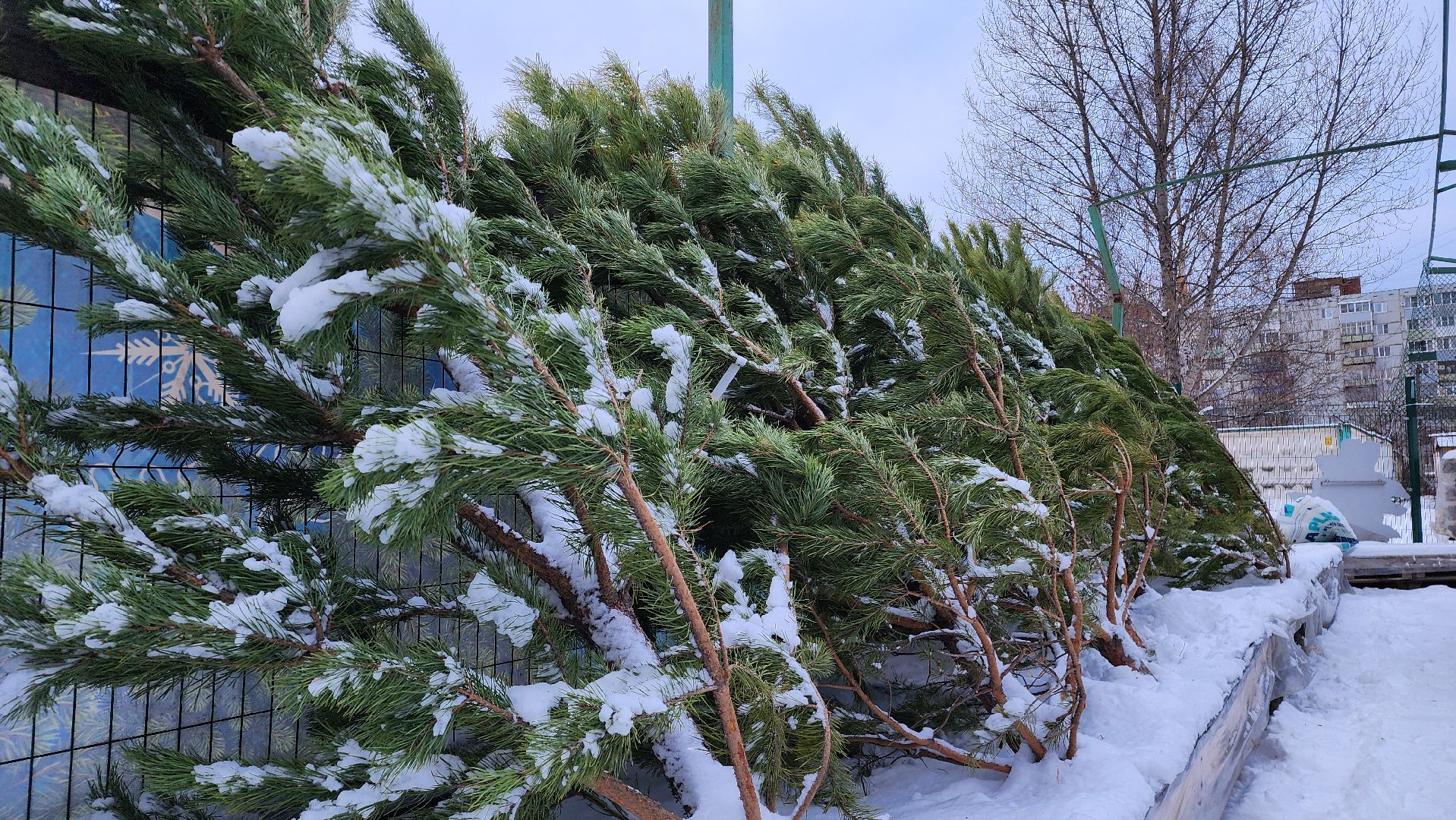 ступино, елочные базары, зима в подмосковье,
