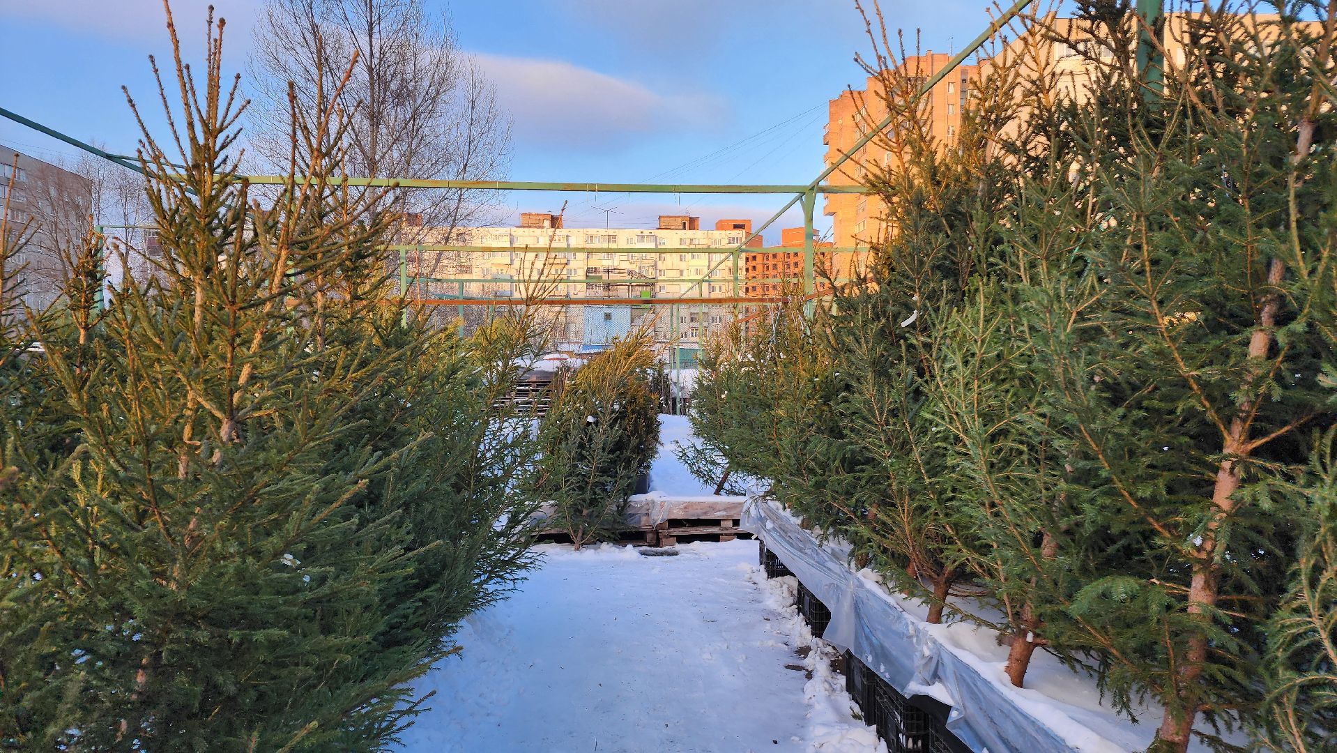 ступино, елочные базары, зима в подмосковье,