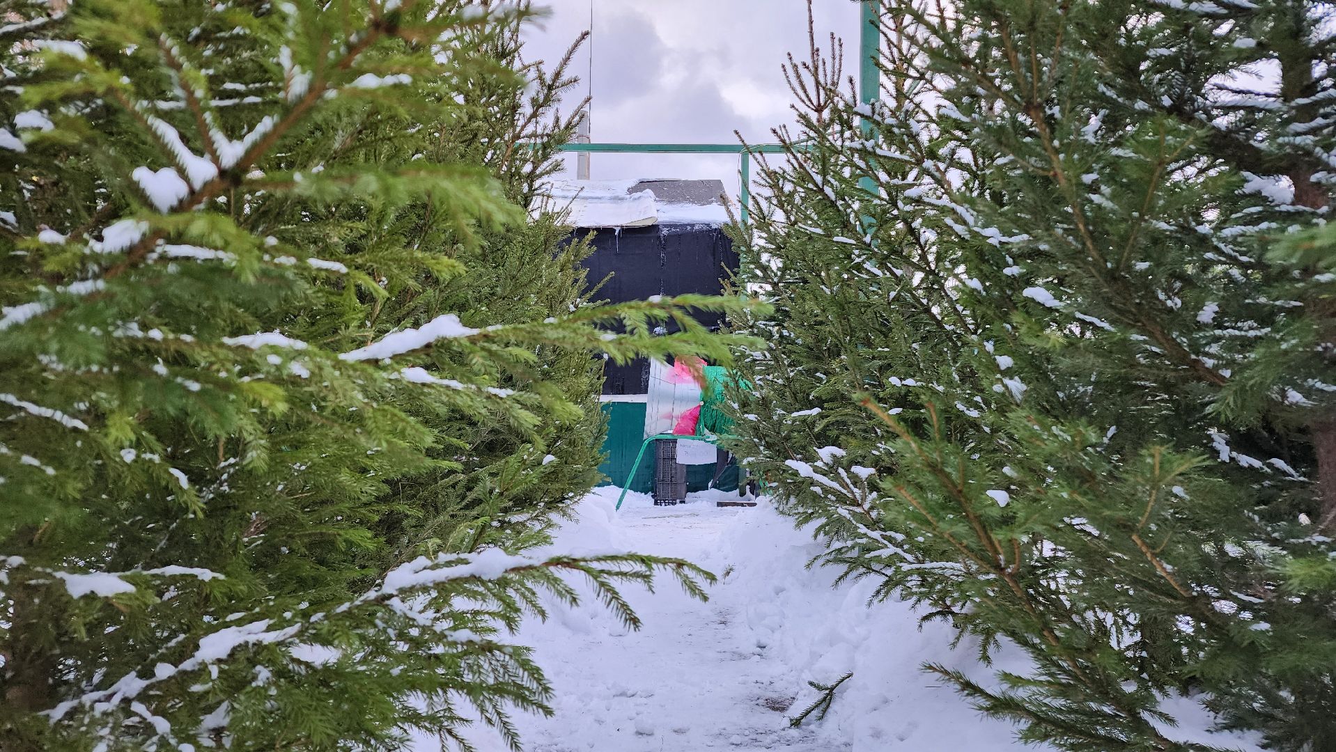 ступино, елочные базары, зима в подмосковье,