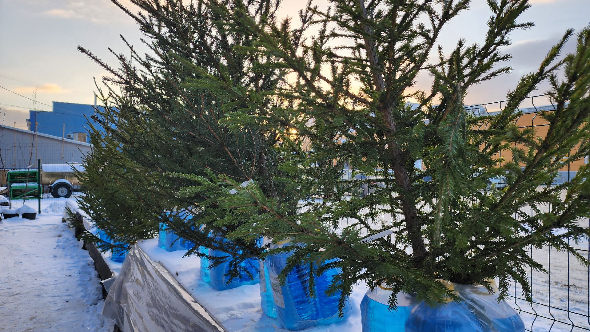 ступино, елочные базары, зима в подмосковье,