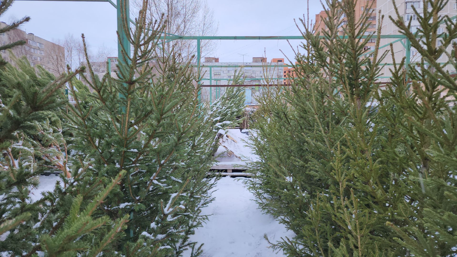 ступино, елочные базары, зима в подмосковье,