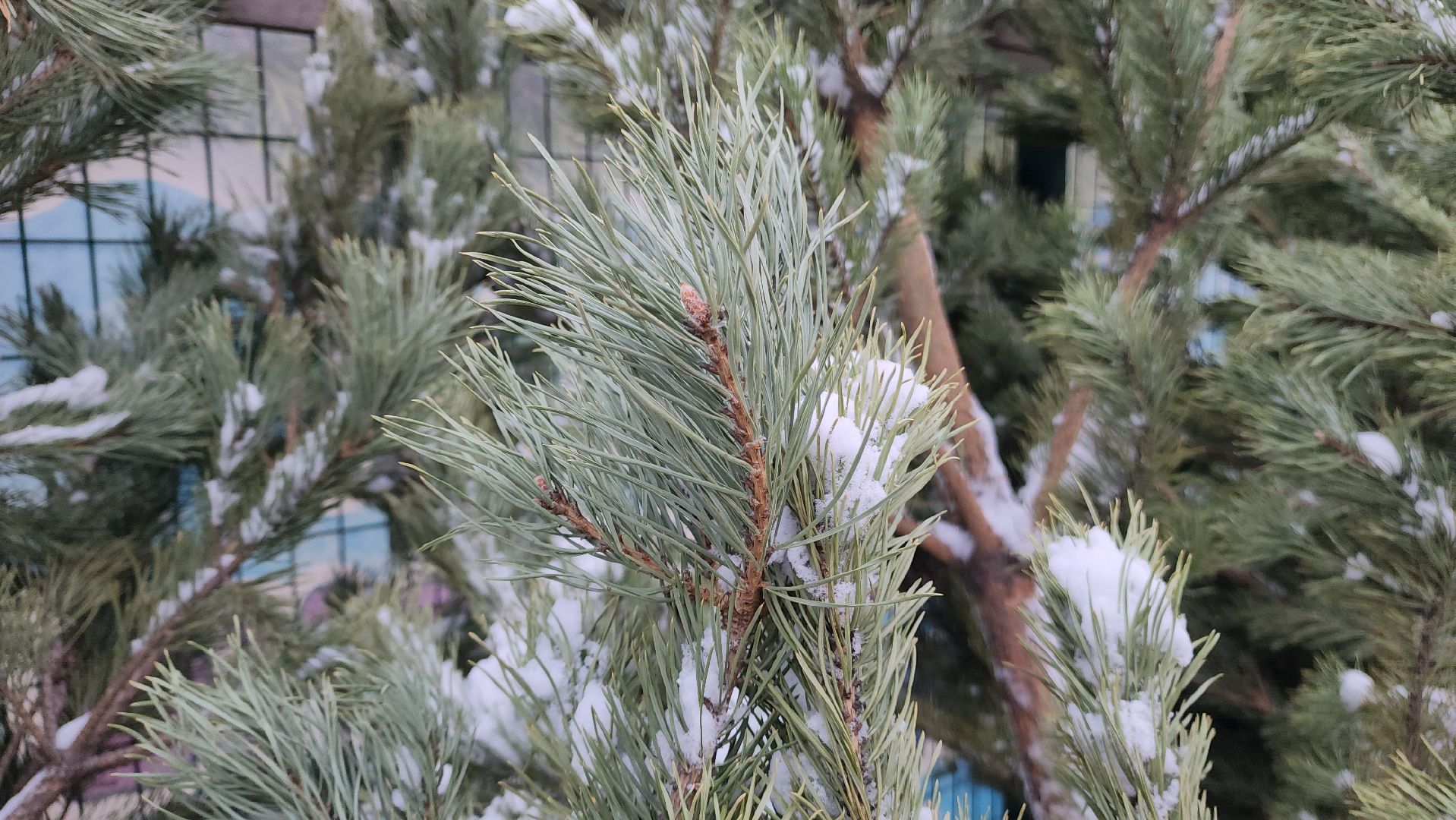 ступино, елочные базары, зима в подмосковье,