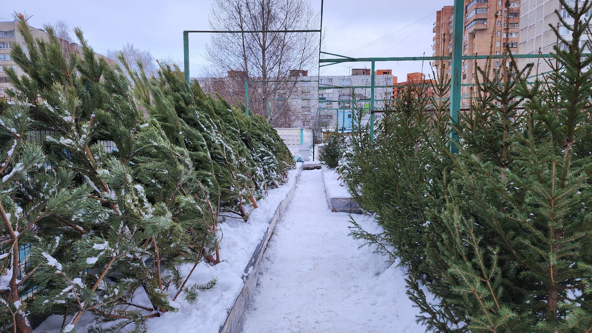 ступино, елочные базары, зима в подмосковье,