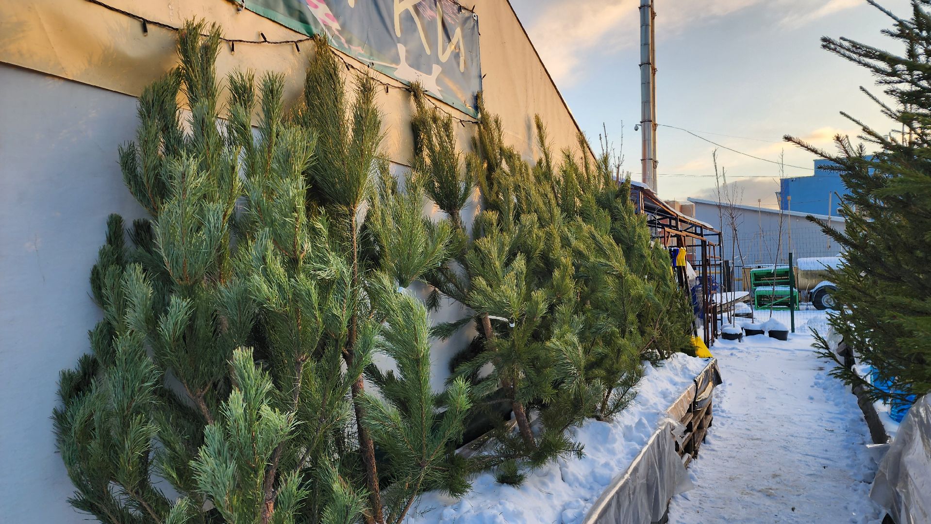 ступино, елочные базары, зима в подмосковье,