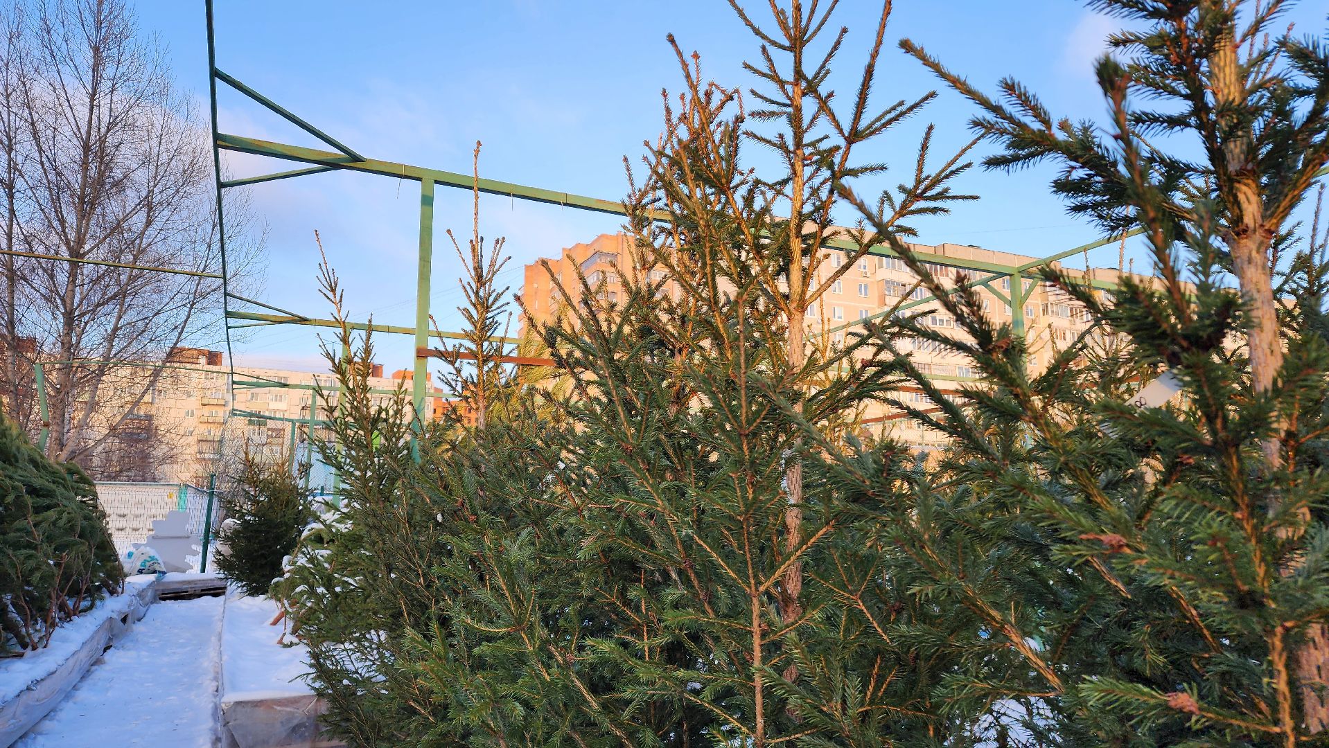 ступино, елочные базары, зима в подмосковье,