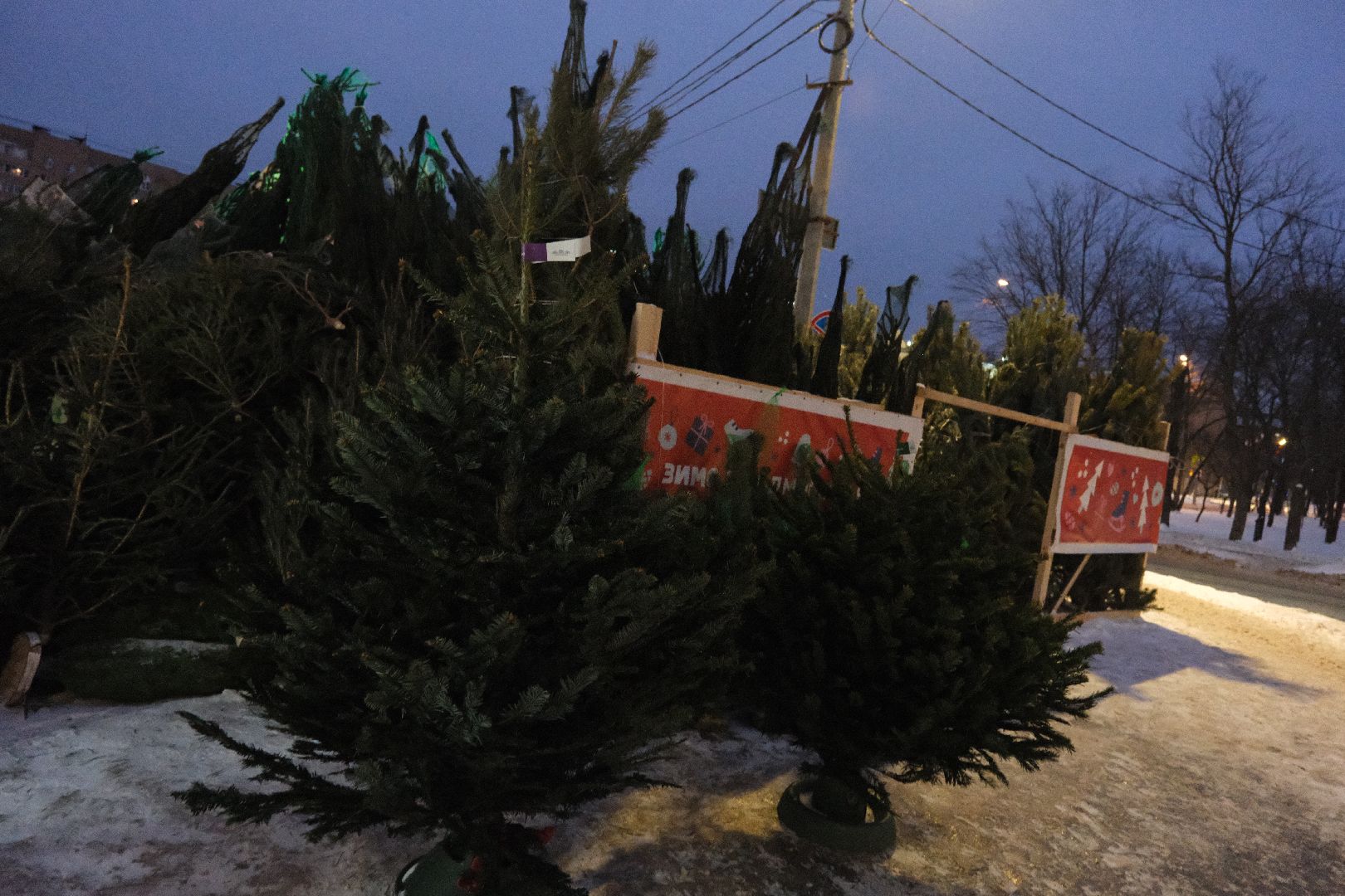 лыткарино, общество, елки, елочный базар, новый год, вертикалки,