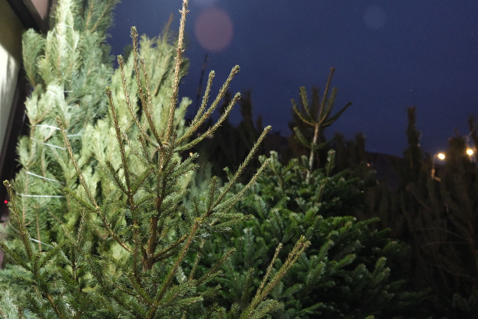 лыткарино, общество, елки, елочный базар, новый год, вертикалки,