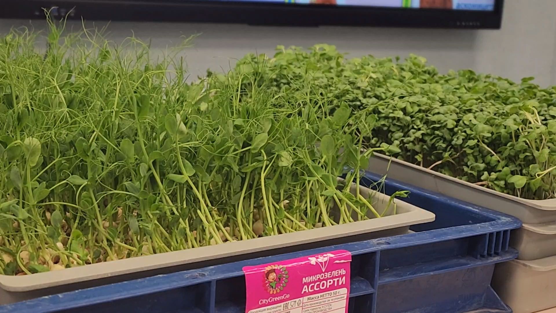 вертикалки, пушкино,